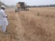  پایان برداشت گندم از مزارع شهرستان بمپور