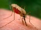 موارد ابتلا به مالاریا در سراوان کاهش یافت