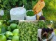  برداشت بیش از ۲ هزار و ۷۰۰ تن لیمو ترش از باغات سیستان و بلوچستان